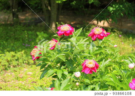 シャクヤクの花 93866108
