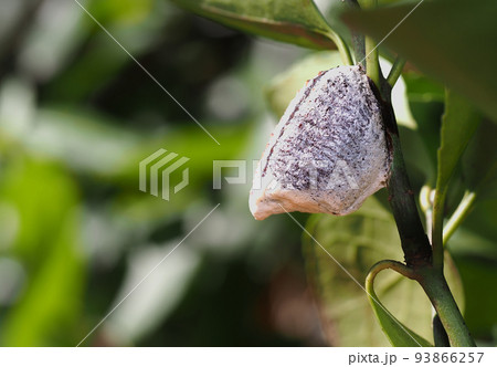 ムネアカハラビロカマキリの卵 93866257