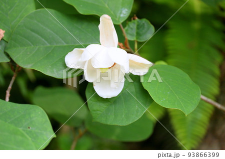 オオヤマレンゲの花 93866399