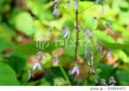 ユキノシタの花 93866405