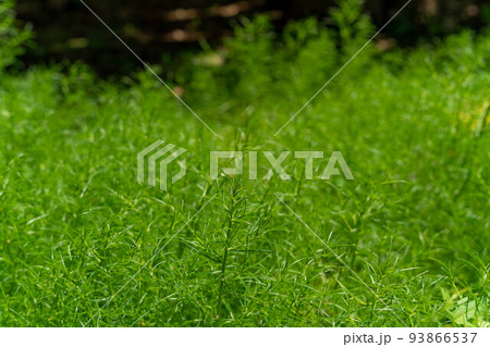 おかひじき おかひじき 93866537