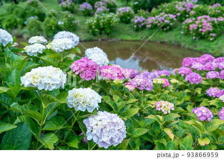 三重県津市　白と赤紫色の紫陽花が咲くかざはやの里の池の周り 93866959