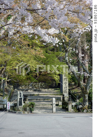 春の毘沙門堂　入口の桜　京都市山科区 93867186