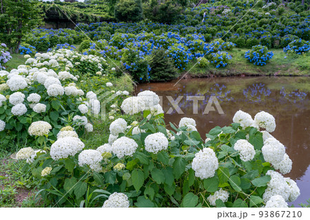 三重県津市 アナベルという名の真っ白な紫陽花や青い紫陽花が咲くかざはやの里の池の周り 三重県津市 アナベルという名の真っ白な紫陽花や青い紫陽花が咲くかざはやの里の池の周り 93867210