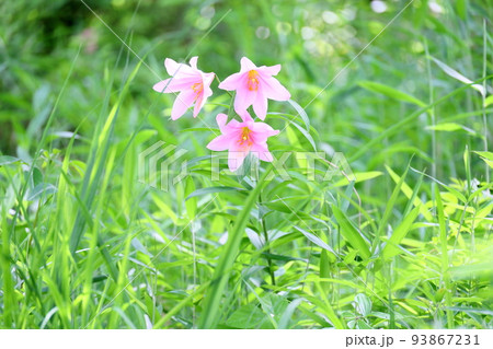 ヒメサユリの花 ヒメサユリの花 93867231