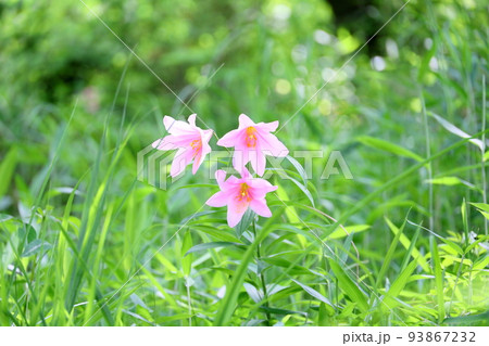 ヒメサユリの花 ヒメサユリの花 93867232