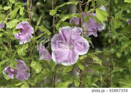 変化朝顔688 変化朝顔688 93867350