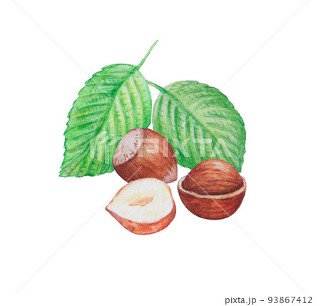 Realistic watercolor hazelnut illustrations. Hand drawn design elements isolated on white background.  93867412