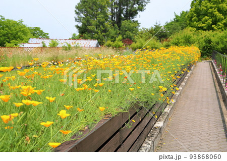 カルフォルニアポピーの花 カルフォルニアポピーの花 93868060