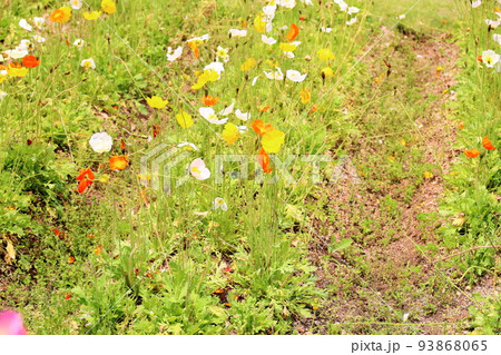 アイスランドポピーの花 93868065