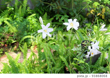 マドンナリリーの花 93868068