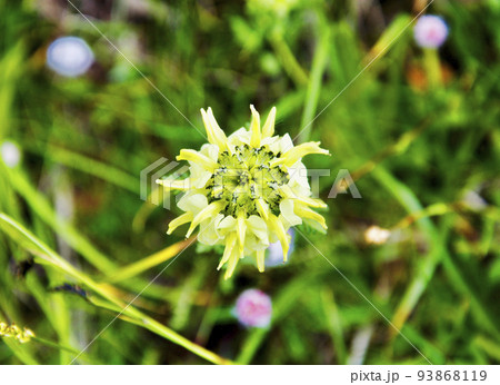 中国　四川省　黒水県　羊拱山峠に咲くゴマノハグサ科シオガマギク属Pedicularis scolop 93868119