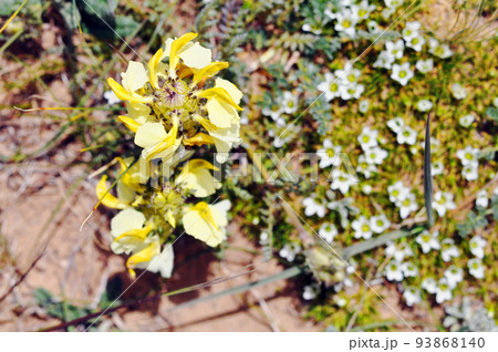 中国　青海省　黄河源流　ザリン湖畔に咲くゴマノハグサ科シオガマギク属　Pedicularis sco 93868140