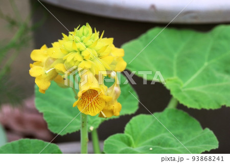 黄色いゴマ(胡麻)の花キバナツノゴマ(黄花角胡麻) 黄色いゴマ(胡麻)の花キバナツノゴマ(黄花角胡麻) 93868241