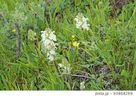 中国　青海省　久治県　桑赤山峠に咲くゴマノハグサ科シオガマギク属　Pedicularis cheil 93868269