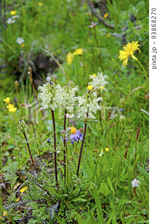 中国　青海省　久治県　桑赤山峠に咲くゴマノハグサ科シオガマギク属　Pedicularis cheil 93868270