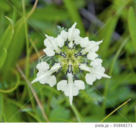 中国　青海省　久治県　桑赤山峠に咲くゴマノハグサ科シオガマギク属　Pedicularis cheil 93868271