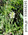 中国　青海省　澤庫県の峠に咲くゴマノハグサ科シオガマギク属　Pedicularis cheilant 93868295