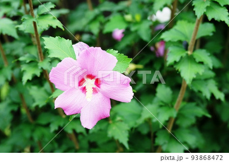 真夏に咲くピンク色のムクゲ（木槿） 93868472