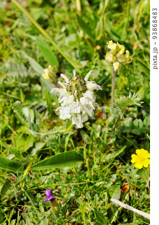 中国 青海省 達日県 査郎寺に咲くゴマノハグサ科シオガマギク属 Pedicularis cheila 中国 青海省 達日県 査郎寺に咲くゴマノハグサ科シオガマギク属 Pedicularis cheila 93868483