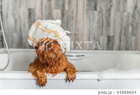 brussels griffon dog after bath with towel wrapped around head brussels griffon dog after bath with towel wrapped around head 93868604