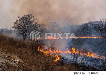 Forest fire. Fire in the forest, dry grass and trees are burning 93868630