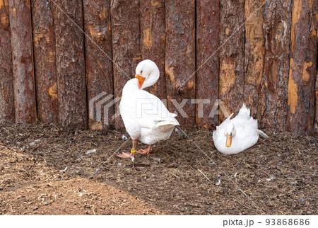 The white geese are going to play on the ground. The white geese are going to play on the ground. 93868686
