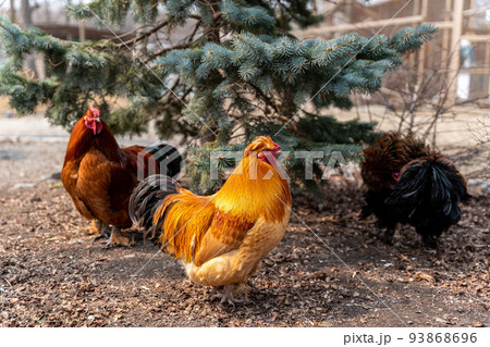 A beautiful rooster standing on the grass on a blurred green nature background. Rooster of the zodiac year. Year of the rooster. 93868696