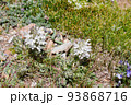 中国　青海省　黄河源流　ザリン湖畔に咲くゴマノハグサ科シオガマギク属　Pedicularis che 93868716