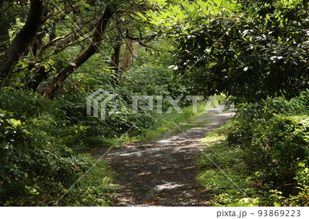 伊豆高原の散策 93869223