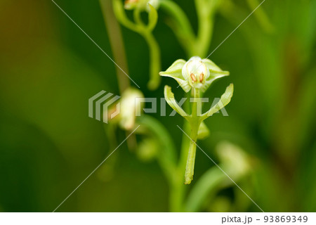 ミズトンボ 93869349