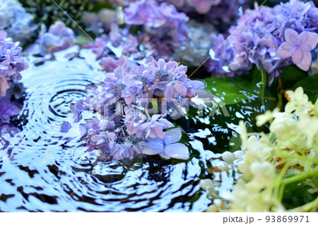 水に浮かべられた紫陽花 水に浮かべられた紫陽花 93869971