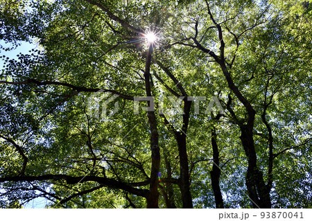 御神木のしなの木 93870041