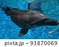イルカの顔のアップ 93870069