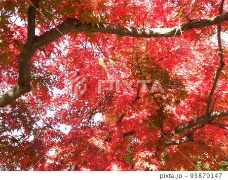 宮城県紅葉穴場スポットからもみじ見上げる 93870147