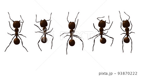 Black ant trail. Working insect curve group silhouettes isolated on white background. Vector illustration. 93870222