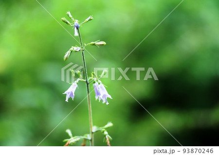 小さな花 ツリガネニンジン(釣鐘人参) 小さな花 ツリガネニンジン(釣鐘人参) 93870246