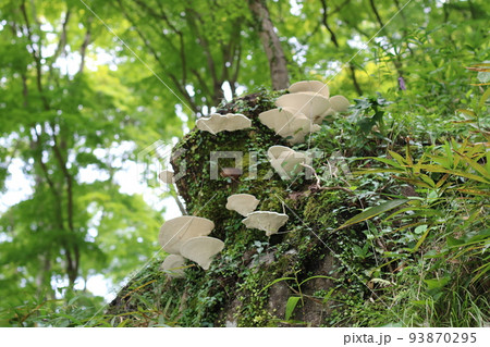 山に自生しているキノコ(中央) 山に自生しているキノコ(中央) 93870295