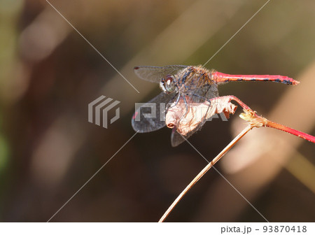 ヒメアカネ（オス） 93870418