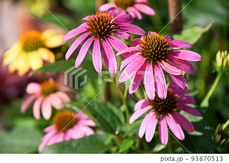 エキナセア 93870513