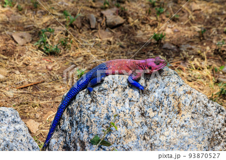 Male mwanza flat-headed rock agama (Agama mwanzae) or the Spider-Man agama on a stone in Serengeti  National Park, Tanzania 93870527