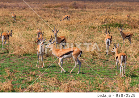 Herd of Thomson's gazelle (Eudorcas thomsonii) in Serengeti National Park in Tanzania. Wildlife of Africa Herd of Thomson's gazelle (Eudorcas thomsonii) in Serengeti National Park in Tanzania. Wildlife of Africa 93870529