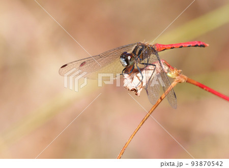 ヒメアカネ（オス） 93870542