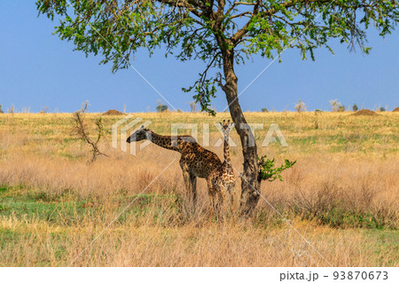 Mother and baby giraffe (Giraffa camelopardalis) in Serengeti national park in Tanzania Mother and baby giraffe (Giraffa camelopardalis) in Serengeti national park in Tanzania 93870673