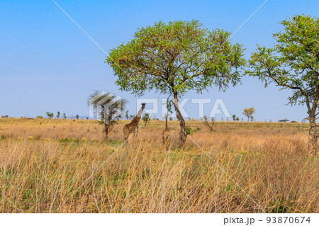 Mother and baby giraffe (Giraffa camelopardalis) in Serengeti national park in Tanzania Mother and baby giraffe (Giraffa camelopardalis) in Serengeti national park in Tanzania 93870674