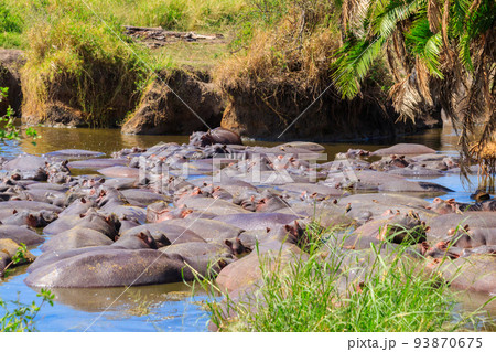 Group of hippos (Hippopotamus amphibius) in a river in Serengeti National Park, Tanzania. Wildlife of Africa Group of hippos (Hippopotamus amphibius) in a river in Serengeti National Park, Tanzania. Wildlife of Africa 93870675