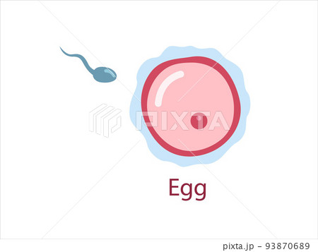 Ovule with sperm, female fertility cell, Oocyte. Woman reproductive system. The stage of fertilization.  Vector medical illustration. 93870689