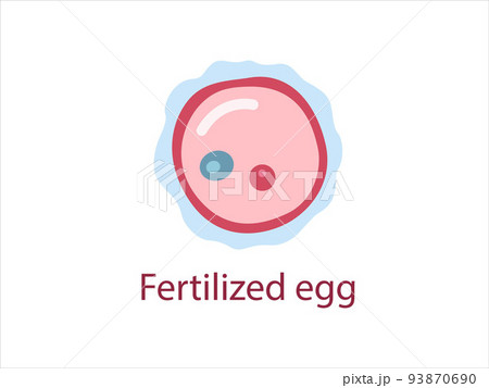 Ovule, female fertility cell. Oocyte. Woman reproductive system, gametogenesis.  Vector medical illustration. 93870690