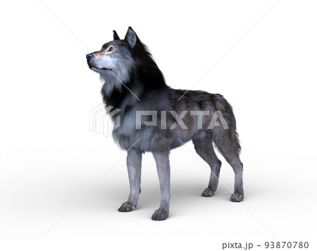 オオカミ オオカミ 93870780