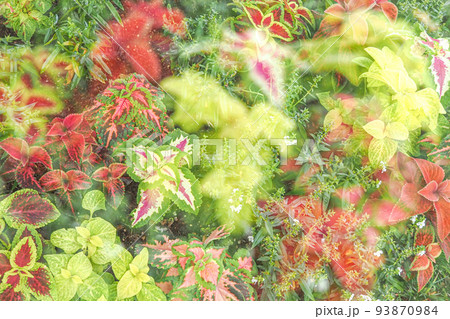 観葉模様 93870984